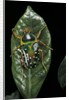 Stephanorrhina guttata (spotted flower beetle) by Anonymous