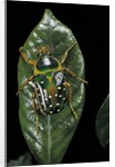 Stephanorrhina guttata (spotted flower beetle) by Anonymous