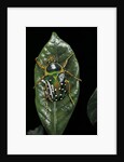 Stephanorrhina guttata (spotted flower beetle) by Anonymous