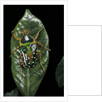 Stephanorrhina guttata (spotted flower beetle) by Anonymous