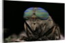 Tabanus bromius (small horse fly, band-eyed brown horsefly) - portrait by Anonymous