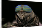 Tabanus bromius (small horse fly, band-eyed brown horsefly) - portrait by Anonymous