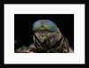 Tabanus bromius (small horse fly, band-eyed brown horsefly) - portrait by Anonymous