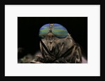 Tabanus bromius (small horse fly, band-eyed brown horsefly) - portrait by Anonymous