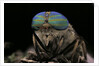 Tabanus bromius (small horse fly, band-eyed brown horsefly) - portrait by Anonymous