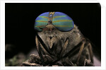 Tabanus bromius (small horse fly, band-eyed brown horsefly) - portrait by Anonymous