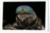 Tabanus bromius (small horse fly, band-eyed brown horsefly) - portrait by Anonymous
