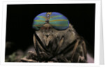 Tabanus bromius (small horse fly, band-eyed brown horsefly) - portrait by Anonymous
