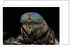 Tabanus bromius (small horse fly, band-eyed brown horsefly) - portrait by Anonymous