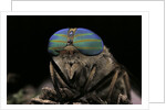 Tabanus bromius (small horse fly, band-eyed brown horsefly) - portrait by Anonymous