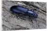 Temnochila caerulea (bark-gnawing beetle) by Anonymous