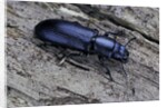 Temnochila caerulea (bark-gnawing beetle) by Anonymous