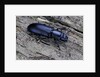 Temnochila caerulea (bark-gnawing beetle) by Anonymous