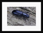 Temnochila caerulea (bark-gnawing beetle) by Anonymous
