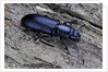 Temnochila caerulea (bark-gnawing beetle) by Anonymous