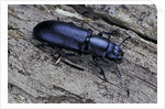 Temnochila caerulea (bark-gnawing beetle) by Anonymous