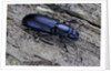 Temnochila caerulea (bark-gnawing beetle) by Anonymous
