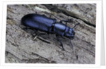 Temnochila caerulea (bark-gnawing beetle) by Anonymous
