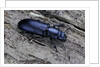 Temnochila caerulea (bark-gnawing beetle) by Anonymous
