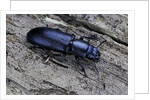 Temnochila caerulea (bark-gnawing beetle) by Anonymous
