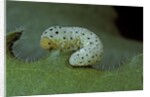 Tenthredo neobesa (common sawfly, tenthredinid sawfly) - larva by Anonymous