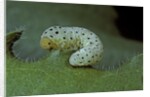 Tenthredo neobesa (common sawfly, tenthredinid sawfly) - larva by Corbis