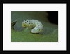 Tenthredo neobesa (common sawfly, tenthredinid sawfly) - larva by Anonymous