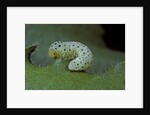 Tenthredo neobesa (common sawfly, tenthredinid sawfly) - larva by Anonymous