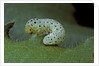 Tenthredo neobesa (common sawfly, tenthredinid sawfly) - larva by Anonymous