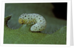 Tenthredo neobesa (common sawfly, tenthredinid sawfly) - larva by Anonymous