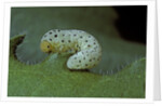 Tenthredo neobesa (common sawfly, tenthredinid sawfly) - larva by Corbis