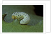 Tenthredo neobesa (common sawfly, tenthredinid sawfly) - larva by Anonymous