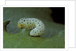 Tenthredo neobesa (common sawfly, tenthredinid sawfly) - larva by Anonymous