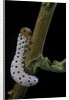 Tenthredo neobesa (common sawfly, tenthredinid sawfly) - larva by Anonymous
