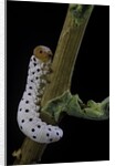 Tenthredo neobesa (common sawfly, tenthredinid sawfly) - larva by Anonymous