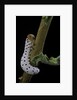 Tenthredo neobesa (common sawfly, tenthredinid sawfly) - larva by Anonymous