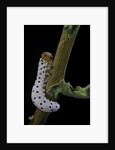 Tenthredo neobesa (common sawfly, tenthredinid sawfly) - larva by Anonymous