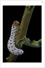 Tenthredo neobesa (common sawfly, tenthredinid sawfly) - larva by Anonymous