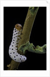 Tenthredo neobesa (common sawfly, tenthredinid sawfly) - larva by Anonymous
