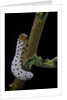 Tenthredo neobesa (common sawfly, tenthredinid sawfly) - larva by Anonymous