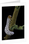 Tenthredo neobesa (common sawfly, tenthredinid sawfly) - larva by Anonymous