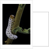 Tenthredo neobesa (common sawfly, tenthredinid sawfly) - larva by Anonymous