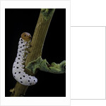 Tenthredo neobesa (common sawfly, tenthredinid sawfly) - larva by Anonymous