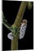 Tenthredo neobesa (common sawfly, tenthredinid sawfly) - larva by Anonymous