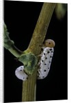 Tenthredo neobesa (common sawfly, tenthredinid sawfly) - larva by Anonymous