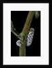 Tenthredo neobesa (common sawfly, tenthredinid sawfly) - larva by Anonymous