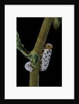 Tenthredo neobesa (common sawfly, tenthredinid sawfly) - larva by Anonymous