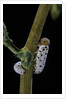 Tenthredo neobesa (common sawfly, tenthredinid sawfly) - larva by Anonymous