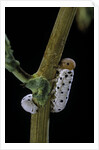 Tenthredo neobesa (common sawfly, tenthredinid sawfly) - larva by Anonymous