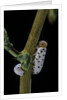 Tenthredo neobesa (common sawfly, tenthredinid sawfly) - larva by Anonymous